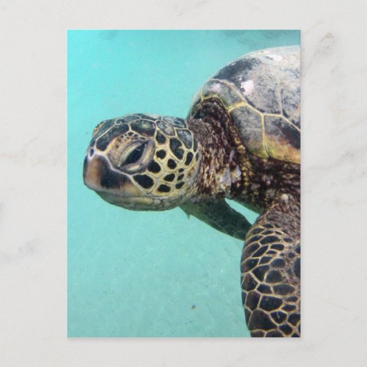 Hawaii Zee Turtle Briefkaart (Voorkant)