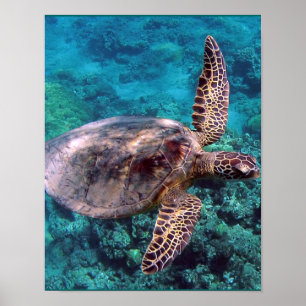 Hawaii Zee Turtle Poster