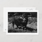 HawaiiA WaterbuffelfotoHawaii Briefkaart (Voorkant / Achterkant)