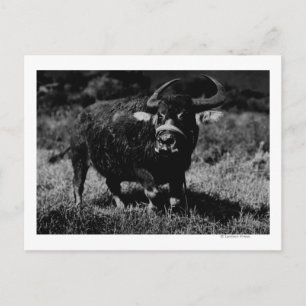 HawaiiA WaterbuffelfotoHawaii Briefkaart