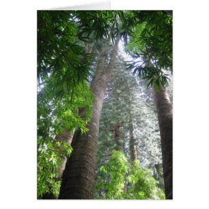 Hawaiiaans regenwoud