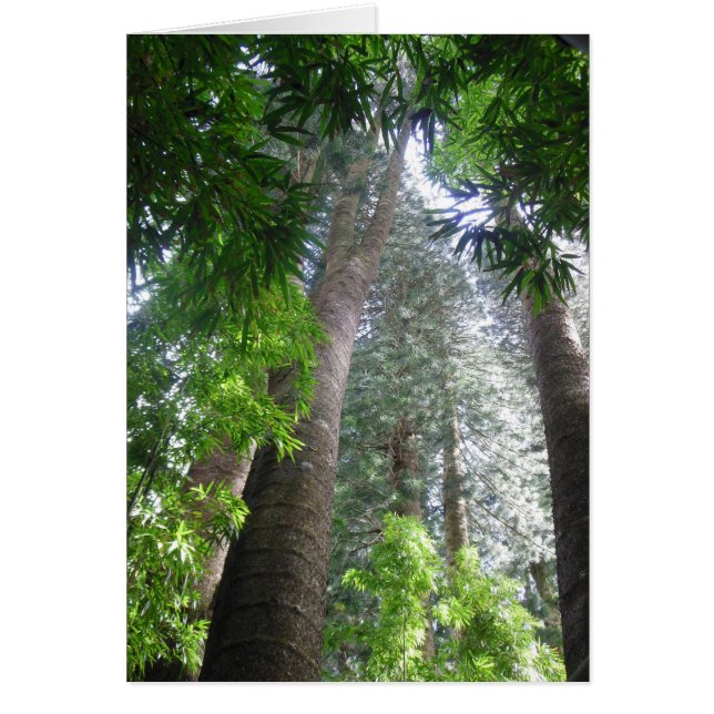 Hawaiiaans regenwoud (Voorkant)