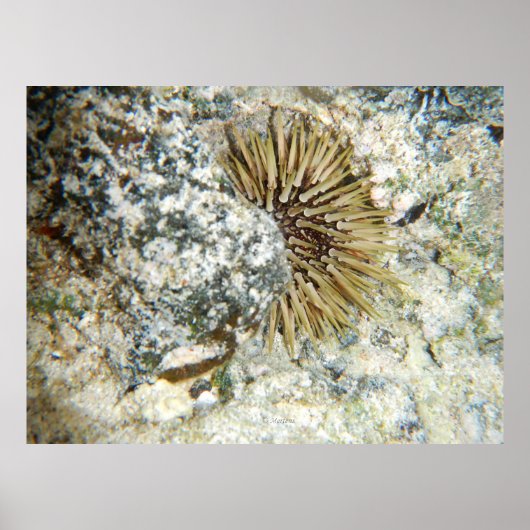 Hawaiiaans Zee Urchin Poster (Voorkant)
