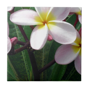 Hawaiiaanse Bloemen Plumeria Tegeltje
