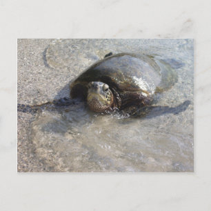 Hawaiiaanse groene Zee schildpad zwemmen op strand Briefkaart