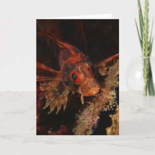 Hawaiiaanse Lionfish Kaart
