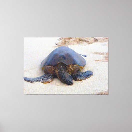 Hawaiiaanse schildpad op het strand canvas afdruk (Voorkant)