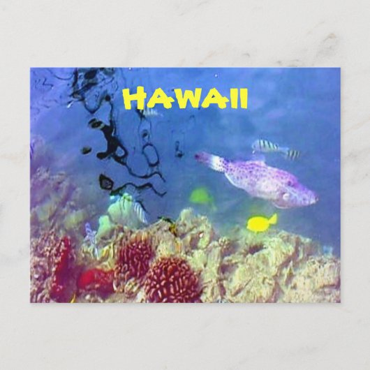 Hawaiiaanse visvis Briefkaart (Voorkant)