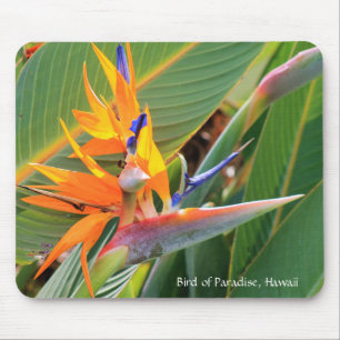 Hawaiiaanse vogel van de Paradise Muismat