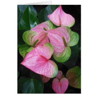Hawaiian Anthurium