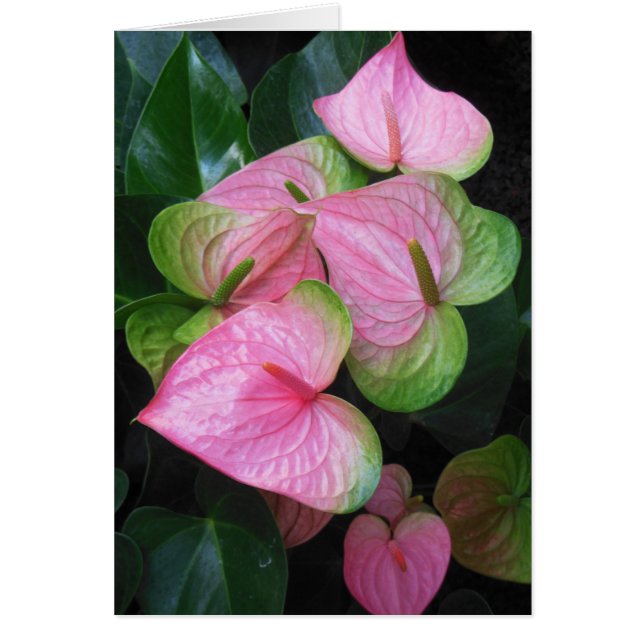 Hawaiian Anthurium (Voorkant)