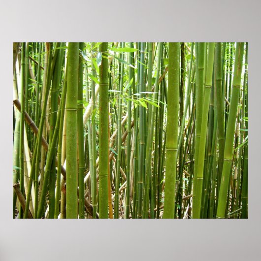 Hawaiian Bamboo Poster (Voorkant)