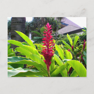 Hawaiian Bloom Briefkaart