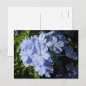 Hawaiian Blue Plumbago Briefkaart (Voorkant / Achterkant)