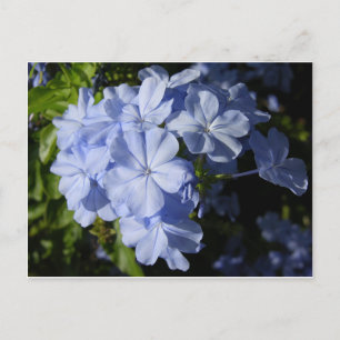 Hawaiian Blue Plumbago Briefkaart