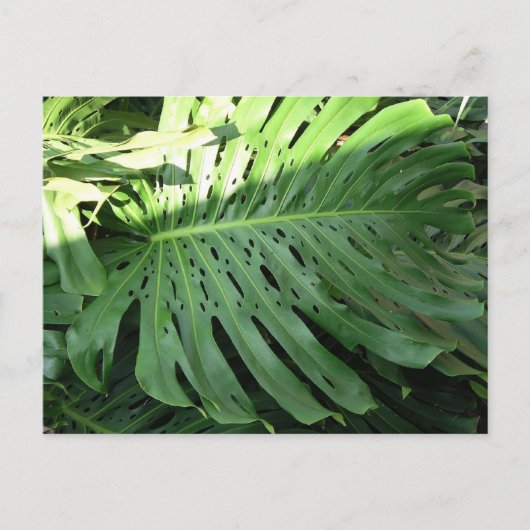 Hawaiian Elephant Ear Plant Briefkaart (Voorkant)