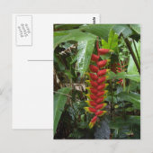 Hawaiian Firecracker Briefkaart (Voorkant / Achterkant)
