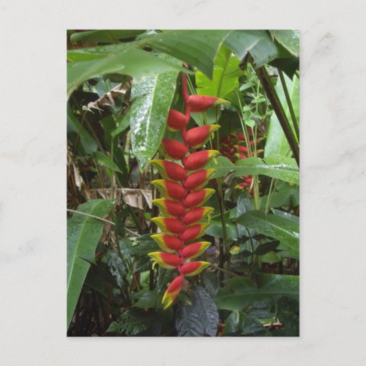 Hawaiian Firecracker Briefkaart (Voorkant)