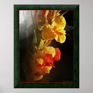 Hawaiian Flame Flowers Poster
