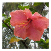 Hawaiian Flower Poster