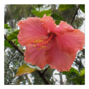 Hawaiian Flower Poster Perfect Poster