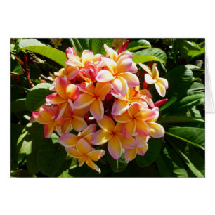 Hawaiian Frangipani