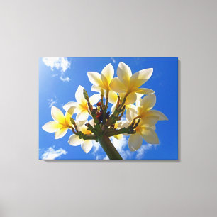 Hawaiian Frangipani Canvas Afdruk