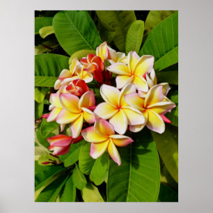 Hawaiian Frangipani Poster