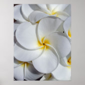 Hawaiian Frangipani Poster (Voorkant)