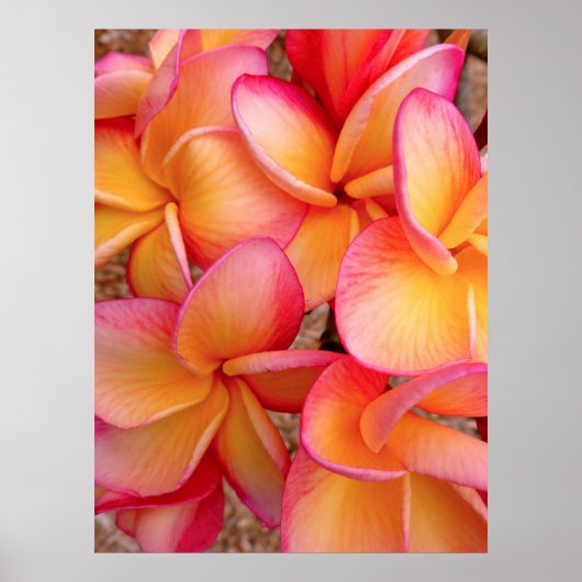 Hawaiian Frangipani Poster (Voorkant)