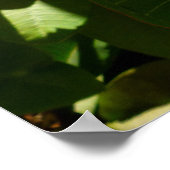 Hawaiian Frangipani Poster (Hoek)