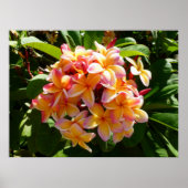 Hawaiian Frangipani Poster (Voorkant)
