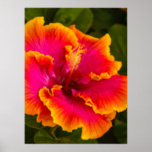 Hawaiian Fuchsia and Oranje Hibiscus Poster