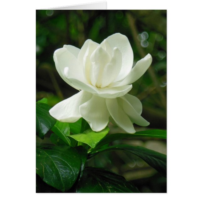 Hawaiian Gardenia (Voorkant)