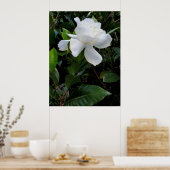Hawaiian Gardenia Poster (Keuken)
