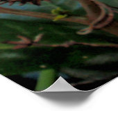 Hawaiian Gardenia Poster (Hoek)