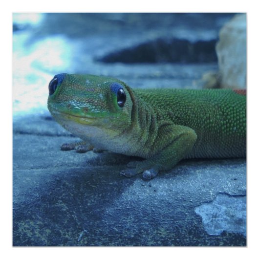 Hawaiian Gecko Perfect Poster (Voorkant)