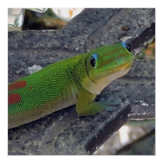 Hawaiian Gecko Perfect Poster (Voorkant)