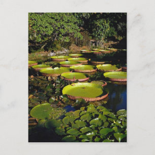 Hawaiian Giant Lily Pads Briefkaart