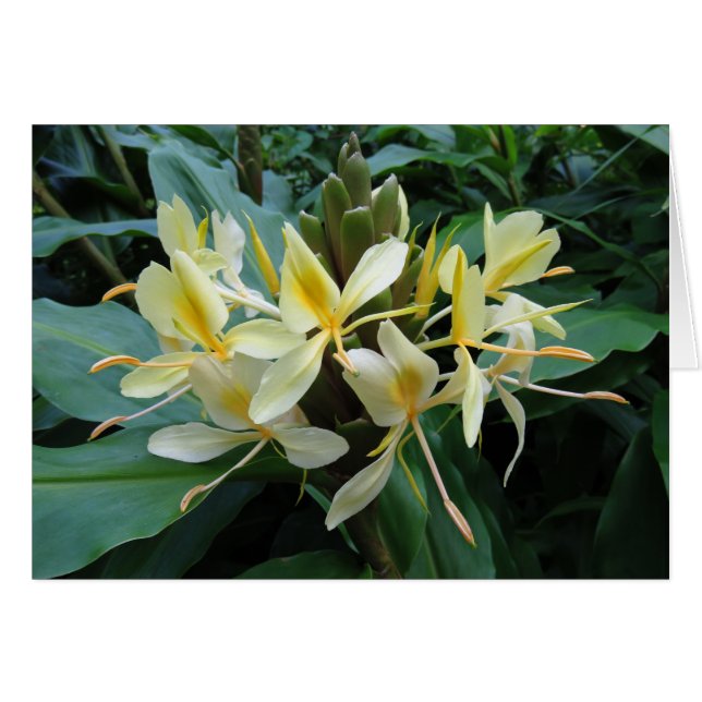 Hawaiian Ginger (Voorkant Horizontaal)