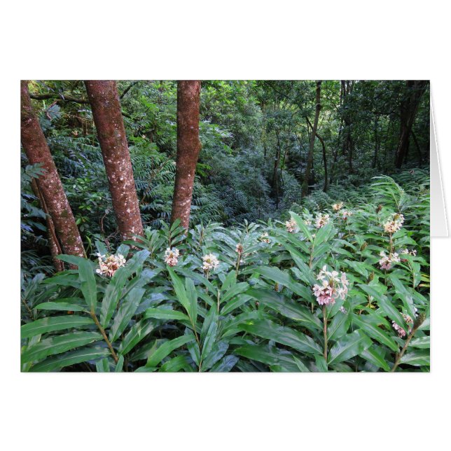 Hawaiian Ginger (Voorkant Horizontaal)