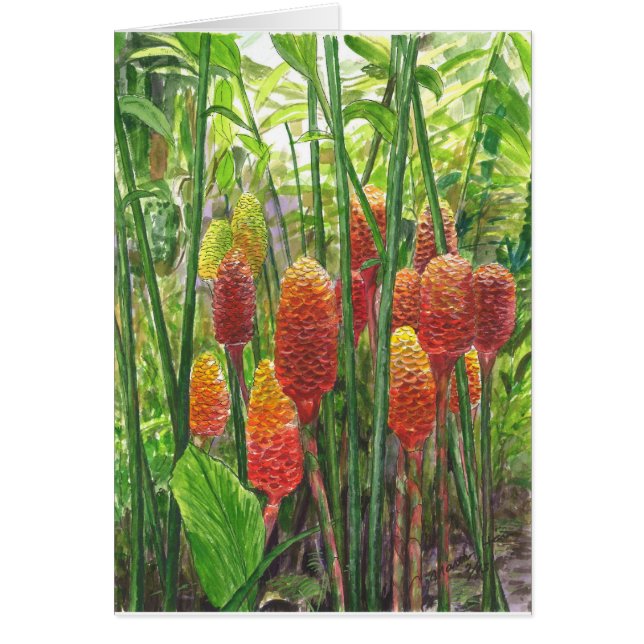 Hawaiian Ginger Planten (Voorkant)