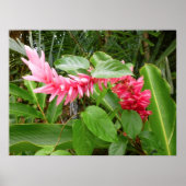 Hawaiian Ginger Poster (Voorkant)