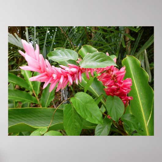Hawaiian Ginger Poster (Voorkant)