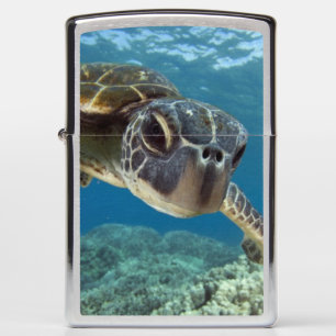 Hawaiian Green Zee Turtle