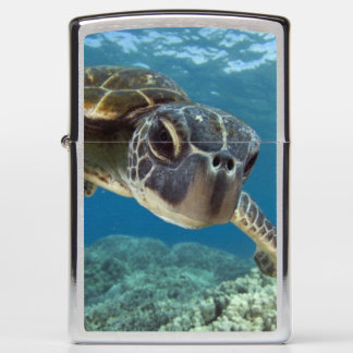 Hawaiian Green Zee Turtle