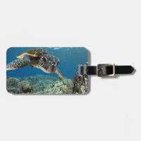 Hawaiian Green Zee Turtle