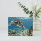 Hawaiian Green Zee Turtle Briefkaart (Staand voorkant)