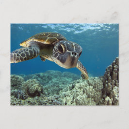 Hawaiian Green Zee Turtle Briefkaart