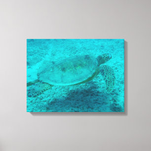 Hawaiian Green Zee Turtle Canvas afdrukken